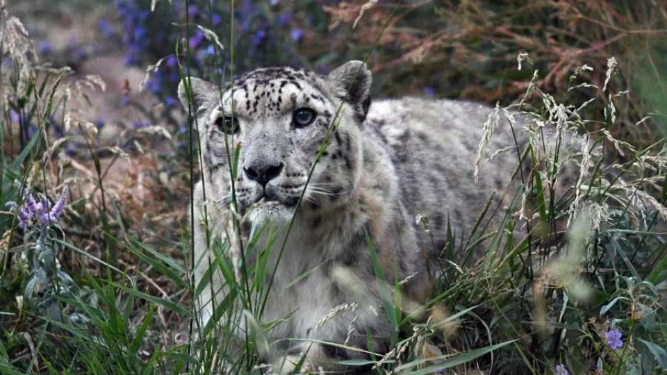 China’s snow leopard population doubles