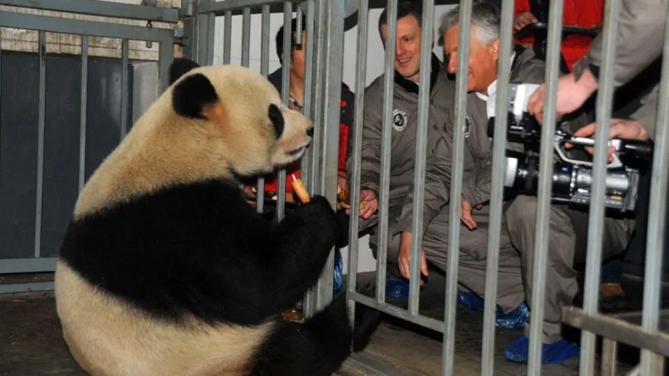China to send giant panda to Belgium, continuing conservation collaboration