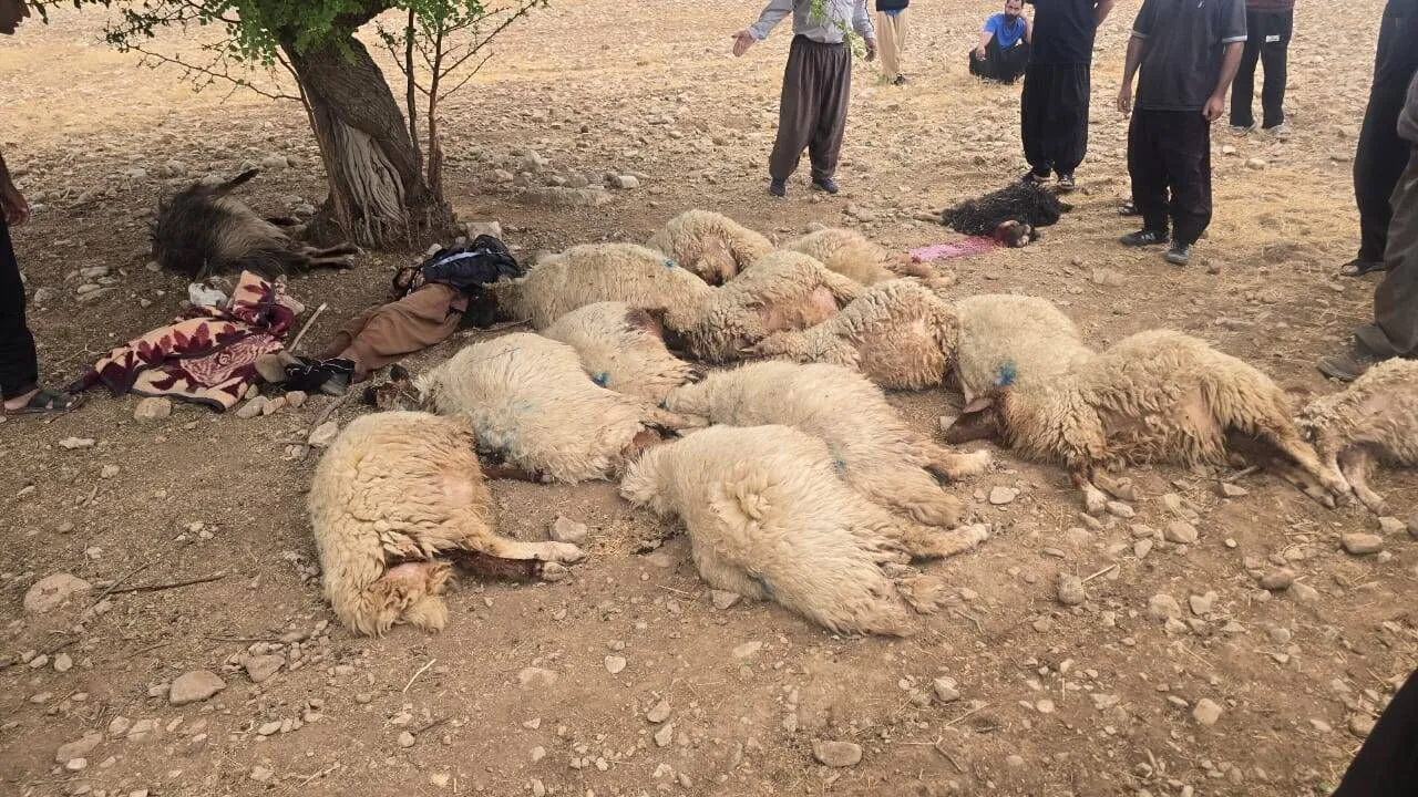 حادثه مرگبار در آبدانان؛ صاعقه جان یک دامدار و 20 رأس دام را گرفت